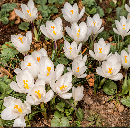 Zwiebel – 5 Stück Crocus tommasinianus ‚Albus‘ – Weißer Elfenkrokus – Bild 2