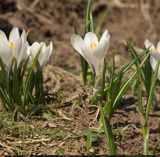 Zwiebel – 5 Stück Crocus tommasinianus ‚Albus‘ – Weißer Elfenkrokus – Bild 3