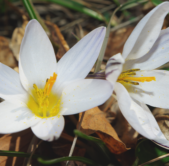 Zwiebel – 5 Stück Crocus tommasinianus ‚Albus‘ – Weißer Elfenkrokus – Bild 4